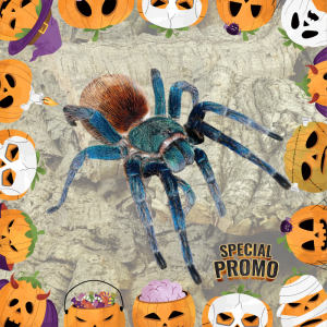 Chromatopelma Cyaneopubescens ragno blu e arancio gbb ragno bottiglia verde