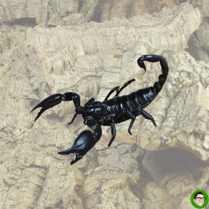 scorpione nero Heterometrus laoticus scorpione delle foreste