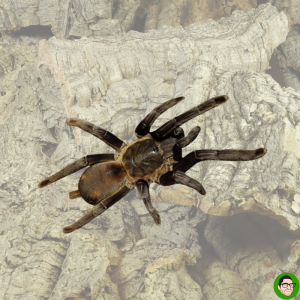 chilobrachys sp kaeng krachan tarantola thailandese