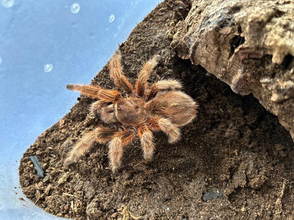 Grammostola rosea tarantola per neofita tarantola docile